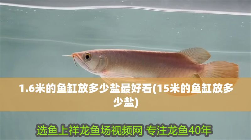 1.6米的魚缸放多少鹽最好看(15米的魚缸放多少鹽) 1.6米的魚缸放多少鹽最好看(15米的魚缸放多少鹽) 錦鯉魚百科 第1張