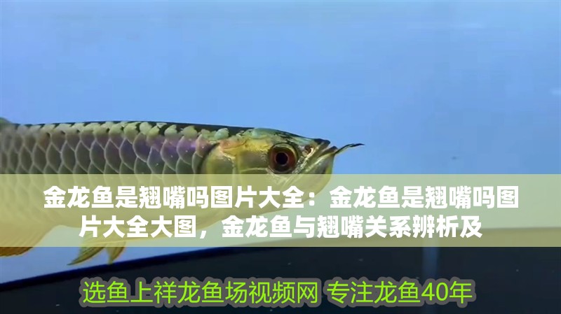 金龍魚是翹嘴嗎圖片大全：金龍魚是翹嘴嗎圖片大全大圖，金龍魚與翹嘴關系辨析及