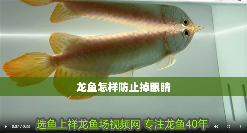 龍魚怎樣防止掉眼睛