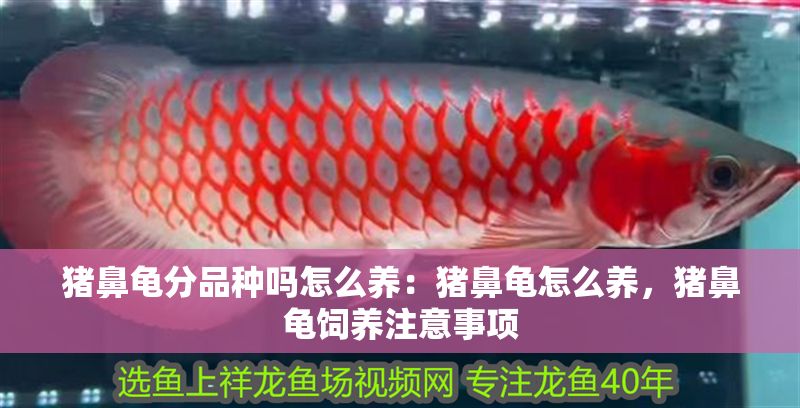 豬鼻龜分品種嗎怎么養(yǎng)：豬鼻龜怎么養(yǎng)，豬鼻龜飼養(yǎng)注意事項