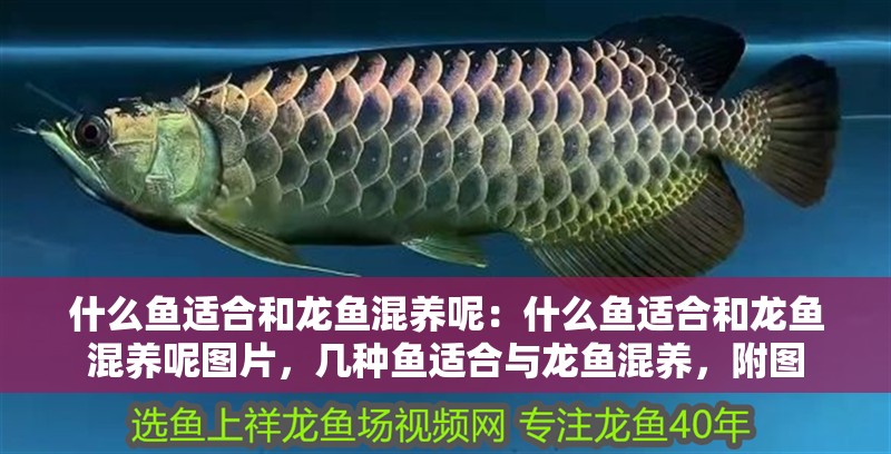什么魚適合和龍魚混養呢：什么魚適合和龍魚混養呢圖片，幾種魚適合與龍魚混養，附圖 什么魚適合和龍魚混養呢：什么魚適合和龍魚混養呢圖片，幾種魚適合與龍魚混養，附圖 水族問答