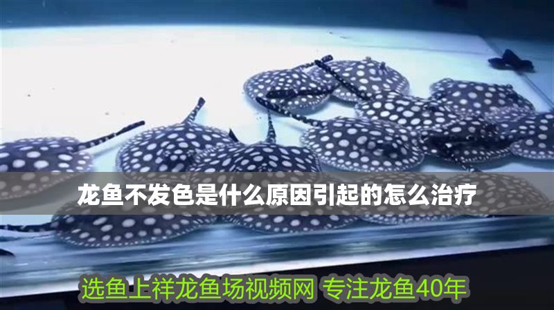 龍魚不發色是什么原因引起的怎么治療