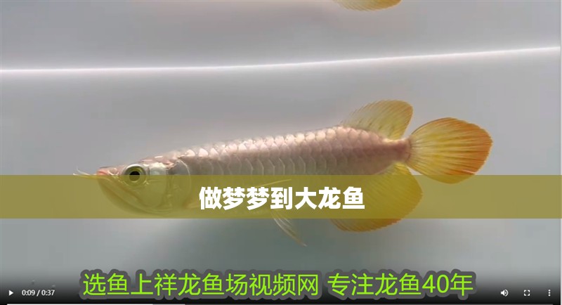 做夢夢到大龍魚