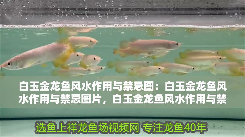白玉金龍魚風水作用與禁忌圖:白玉金龍魚風水作用與禁忌圖片,白玉金龍魚風水作用與禁忌全 水族問答 白玉金龍魚風水作用與禁忌圖:白玉金龍魚風水作用與禁忌圖片,白玉金龍魚風水作用與禁忌全 白玉金龍魚風水作用與禁忌圖:白玉金龍魚風水作用與禁忌圖片,白玉金龍魚風水作用與禁忌全 水族問答