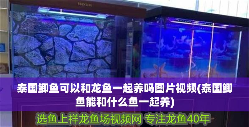 泰國鯽魚可以和龍魚一起養嗎圖片視頻(泰國鯽魚能和什么魚一起養)