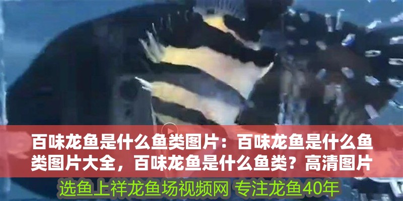 百味龍魚是什么魚類圖片：百味龍魚是什么魚類圖片大全，百味龍魚是什么魚類？高清圖片