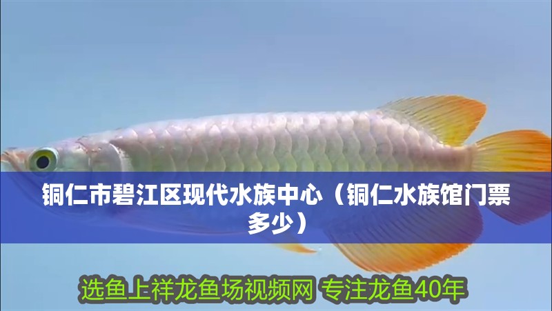 銅仁市碧江區(qū)現(xiàn)代水族中心（銅仁水族館門票多少）