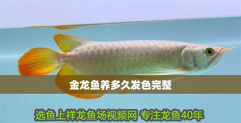 金龍魚養(yǎng)多久發(fā)色完整