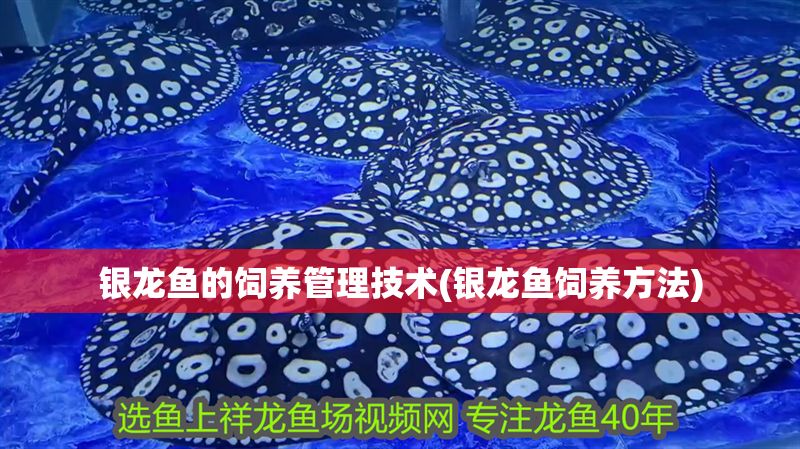 銀龍魚的飼養管理技術(銀龍魚飼養方法)