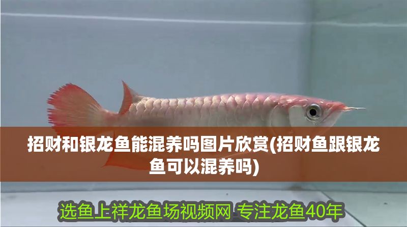 招財(cái)和銀龍魚能混養(yǎng)嗎圖片欣賞(招財(cái)魚跟銀龍魚可以混養(yǎng)嗎)