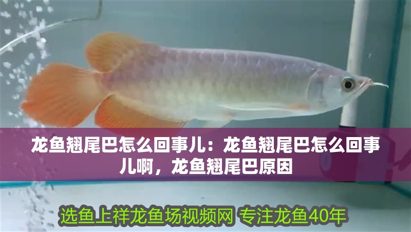 龍魚翹尾巴怎么回事兒：龍魚翹尾巴怎么回事兒啊，龍魚翹尾巴原因