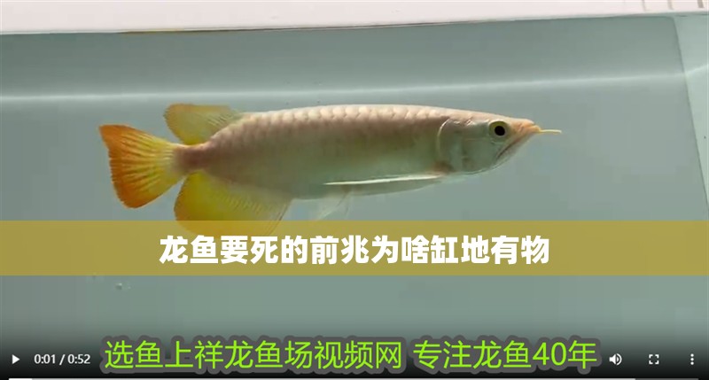 龍魚要死的前兆為啥缸地有物