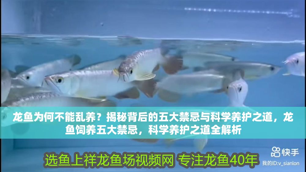 詳細閱讀:龍魚為何不能亂養?揭秘背后的五大禁忌與科學養護之道,龍魚飼養五大禁忌,科學養護之道全解析 龍魚為何不能亂養?揭秘背后的五大禁忌與科學養護之道,龍魚飼養五大禁忌,科學養護之道全解析