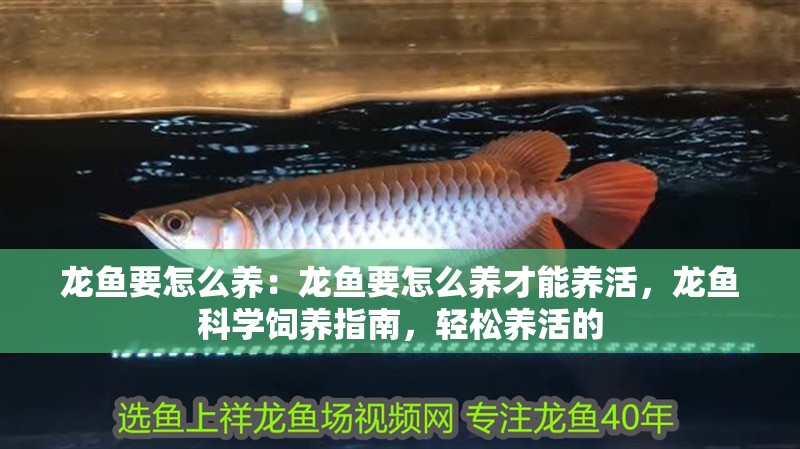 龍魚要怎么養：龍魚要怎么養才能養活，龍魚科學飼養指南，輕松養活的