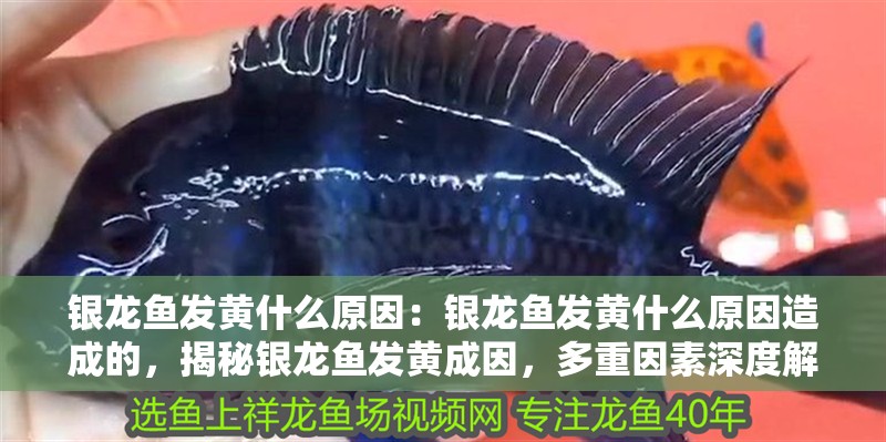 銀龍魚發黃什么原因：銀龍魚發黃什么原因造成的，揭秘銀龍魚發黃成因，多重因素深度解析 銀龍魚發黃什么原因：銀龍魚發黃什么原因造成的，揭秘銀龍魚發黃成因，多重因素深度解析 水族問答