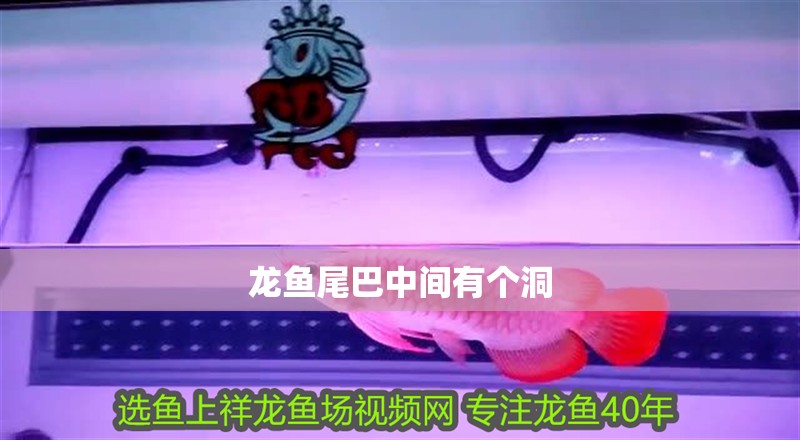 龍魚尾巴中間有個洞