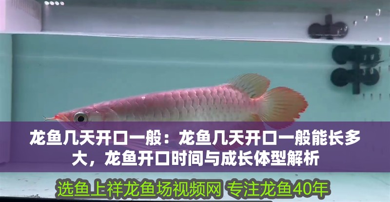 龍魚幾天開口一般：龍魚幾天開口一般能長多大，龍魚開口時間與成長體型解析