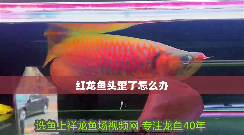 紅龍魚頭歪了怎么辦 紅龍魚頭歪了怎么辦 龍魚百科 第2張