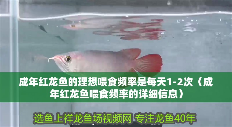 成年紅龍魚的理想喂食頻率是每天1-2次（成年紅龍魚喂食頻率的詳細信息）
