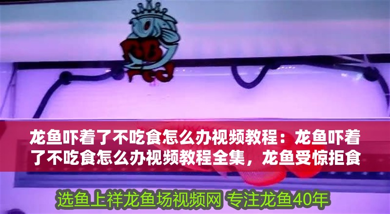 龍魚嚇著了不吃食怎么辦視頻教程：龍魚嚇著了不吃食怎么辦視頻教程全集，龍魚受驚拒食應(yīng)對指南，視頻教程全集詳解