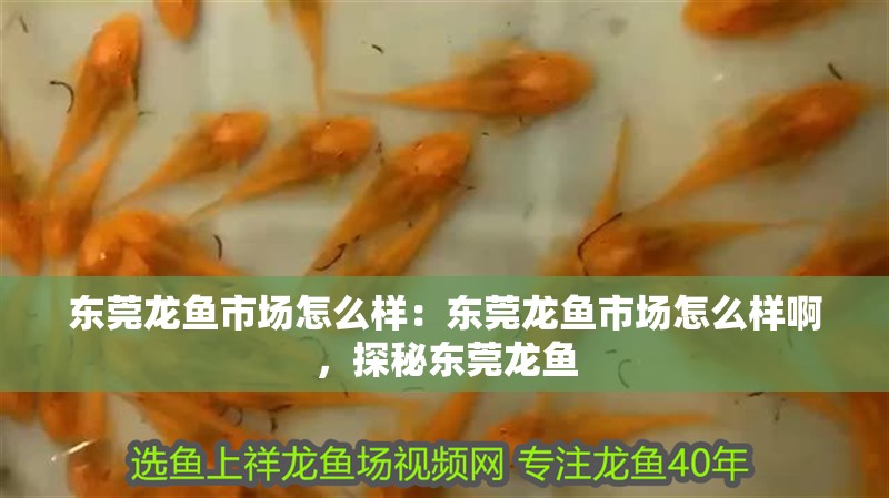 東莞龍魚市場怎么樣：東莞龍魚市場怎么樣啊，探秘東莞龍魚
