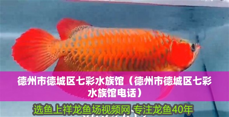德州市德城區七彩水族館（德州市德城區七彩水族館電話） 德州市德城區七彩水族館（德州市德城區七彩水族館電話） 全國水族館企業名錄 第2張