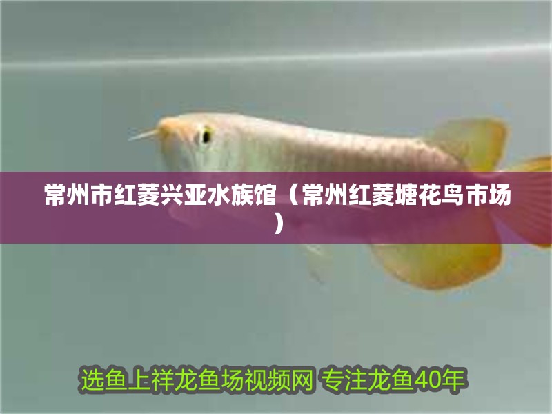 常州市紅菱興亞水族館（常州紅菱塘花鳥市場）