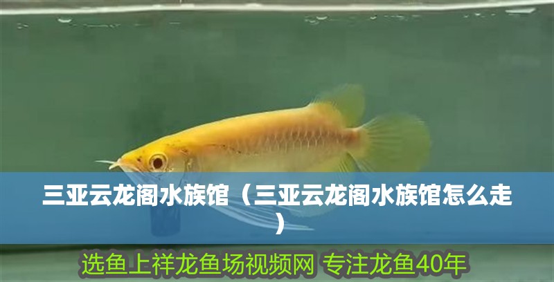 三亞云龍閣水族館（三亞云龍閣水族館怎么走）