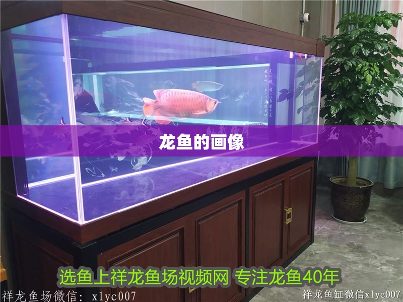 龍魚的畫像