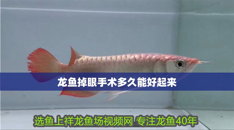龍魚掉眼手術(shù)多久能好起來