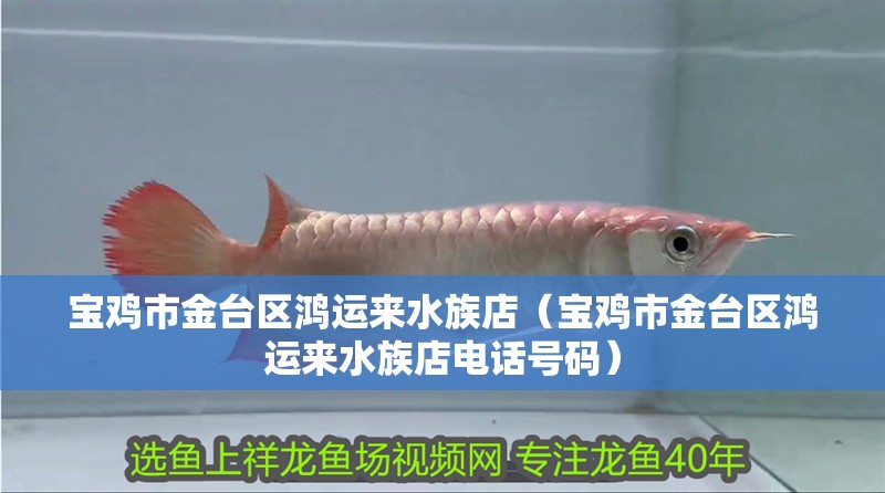 寶雞市金臺區(qū)鴻運來水族店（寶雞市金臺區(qū)鴻運來水族店電話號碼） 寶雞市金臺區(qū)鴻運來水族店（寶雞市金臺區(qū)鴻運來水族店電話號碼） 全國水族館企業(yè)名錄 第2張