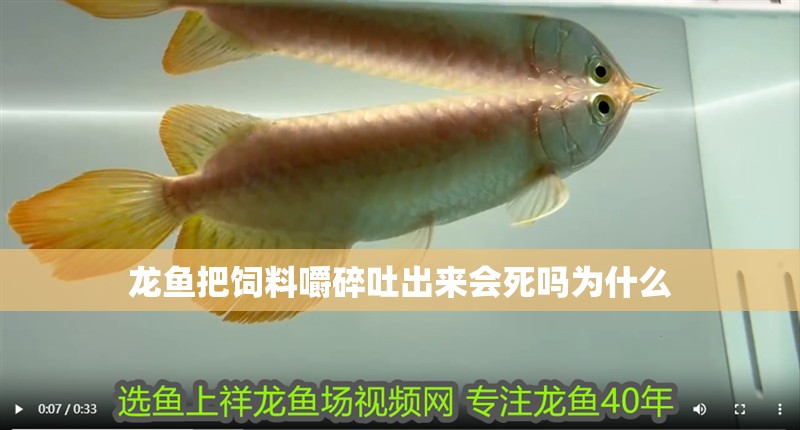 龍魚把飼料嚼碎吐出來會死嗎為什么 龍魚把飼料嚼碎吐出來會死嗎為什么 龍魚百科 第4張