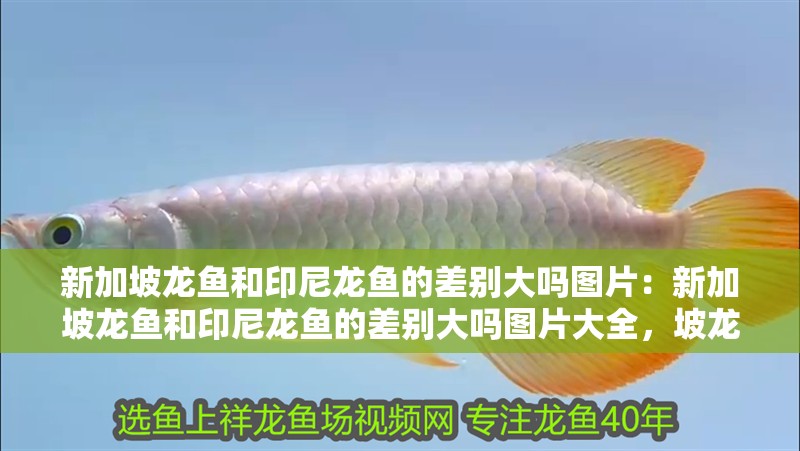 新加坡龍魚和印尼龍魚的差別大嗎圖片：新加坡龍魚和印尼龍魚的差別大嗎圖片大全，坡龍魚與印尼龍魚差異對比圖
