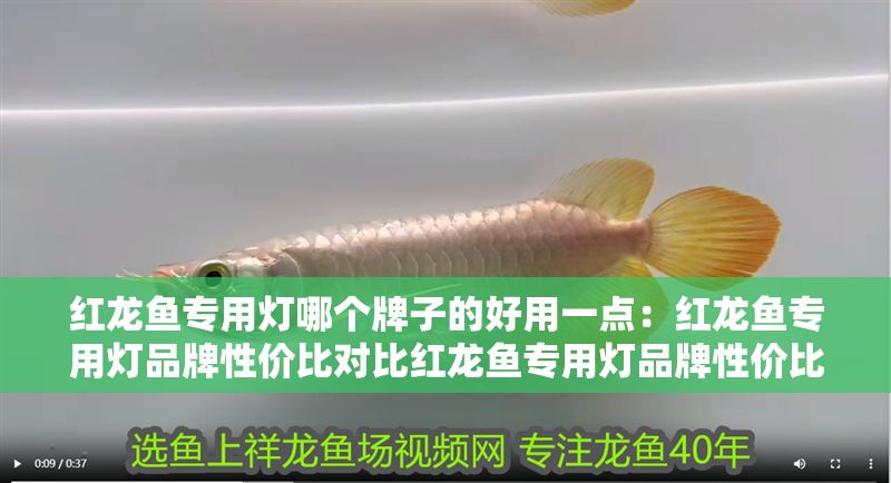 紅龍魚專用燈哪個牌子的好用一點：紅龍魚專用燈品牌性價比對比紅龍魚專用燈品牌性價比對比
