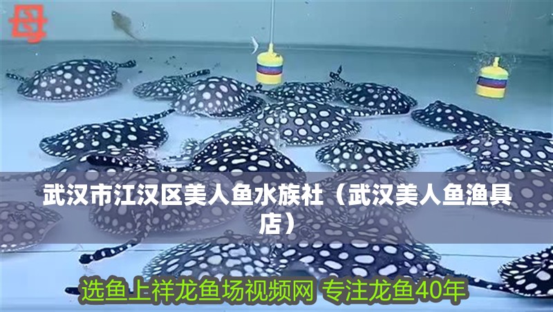 武漢市江漢區(qū)美人魚水族社（武漢美人魚漁具店）