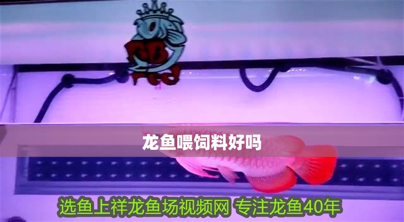 龍魚喂飼料好嗎 龍魚喂飼料好嗎 龍魚百科 第2張