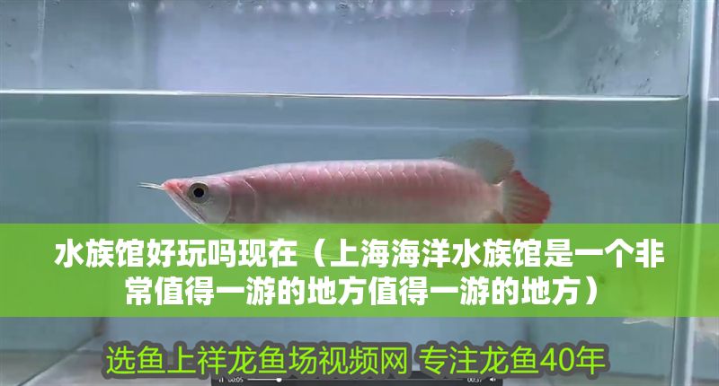 水族館好玩嗎現(xiàn)在（上海海洋水族館是一個非常值得一游的地方值得一游的地方） 水族館好玩嗎現(xiàn)在（上海海洋水族館是一個非常值得一游的地方值得一游的地方） 水族館百科（水族館加盟） 第1張
