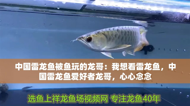 中國雷龍魚被魚玩的龍哥：我想看雷龍魚，中國雷龍魚愛好者龍哥，心心念念