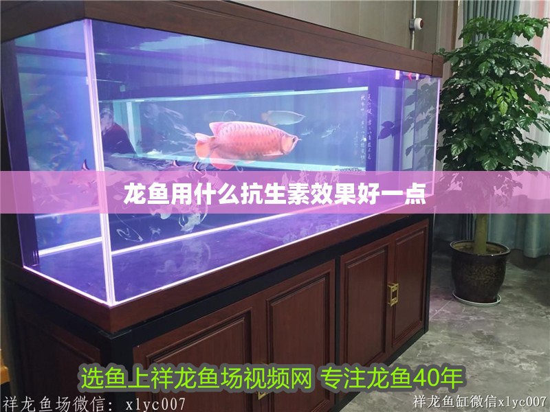 龍魚用什么抗生素效果好一點