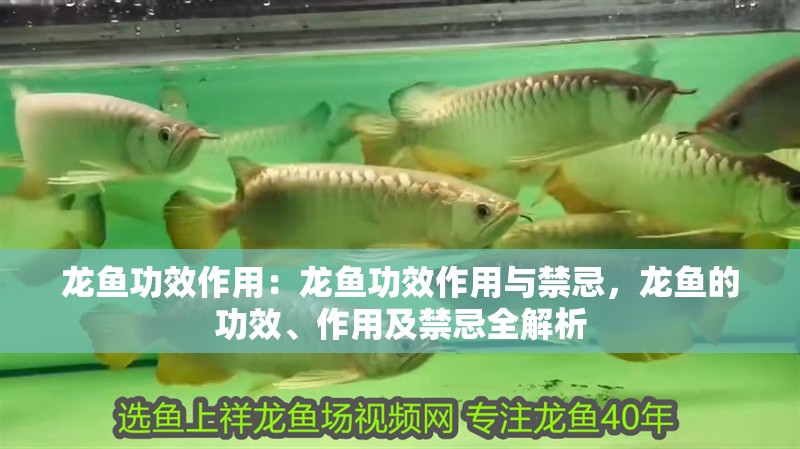 龍魚功效作用：龍魚功效作用與禁忌，龍魚的功效、作用及禁忌全解析