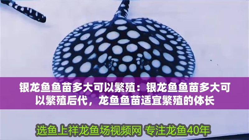 銀龍魚魚苗多大可以繁殖:銀龍魚魚苗多大可以繁殖后代,龍魚魚苗適宜繁殖的體長 水族問答 銀龍魚魚苗多大可以繁殖:銀龍魚魚苗多大可以繁殖后代,龍魚魚苗適宜繁殖的體長 銀龍魚魚苗多大可以繁殖:銀龍魚魚苗多大可以繁殖后代,龍魚魚苗適宜繁殖的體長 水族問答