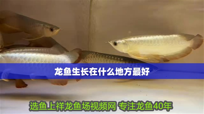 龍魚生長在什么地方最好