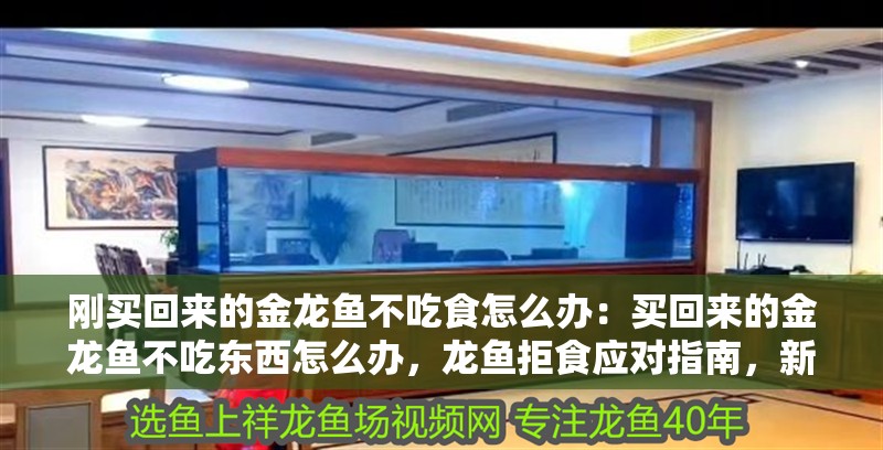 剛買回來的金龍魚不吃食怎么辦：買回來的金龍魚不吃東西怎么辦，龍魚拒食應對指南，新購