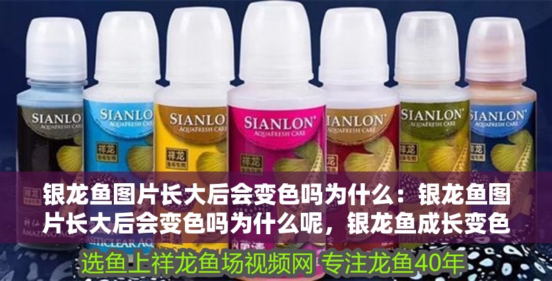 銀龍魚圖片長大后會變色嗎為什么：銀龍魚圖片長大后會變色嗎為什么呢，銀龍魚成長變色之謎，解析其