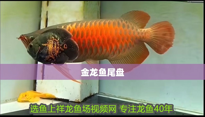 金龍魚尾盤