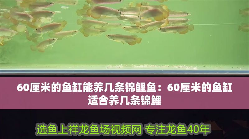 60厘米的魚缸能養幾條錦鯉魚：60厘米的魚缸適合養幾條錦鯉