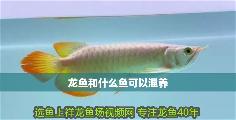 龍魚和什么魚可以混養
