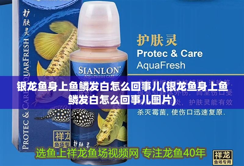 銀龍魚身上魚鱗發白怎么回事兒(銀龍魚身上魚鱗發白怎么回事兒圖片)