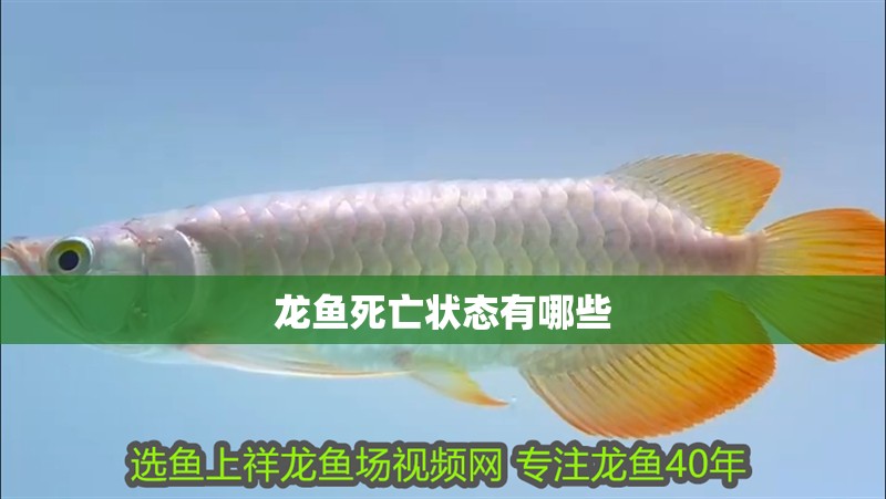 龍魚死亡狀態有哪些