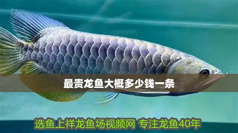 最貴龍魚大概多少錢一條